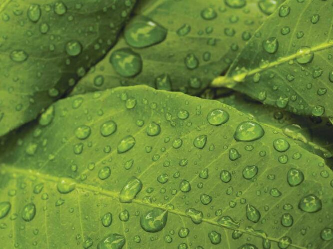 Plant Your Way to Energy Savings: Landscaping for Energy Efficiency